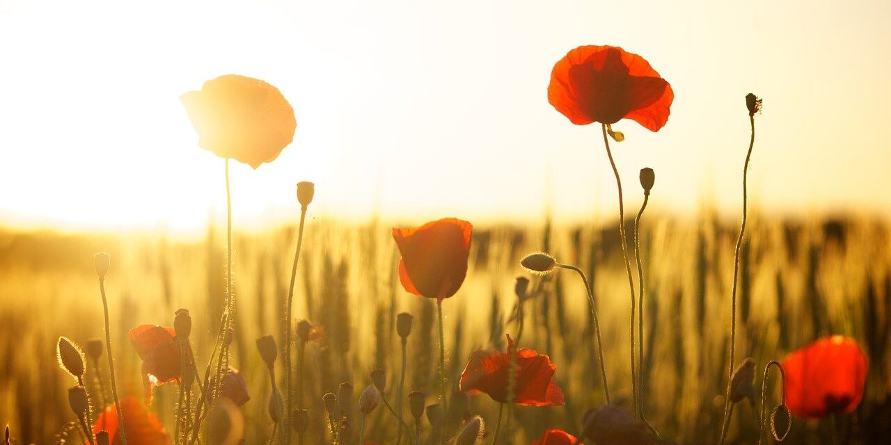 Poppies