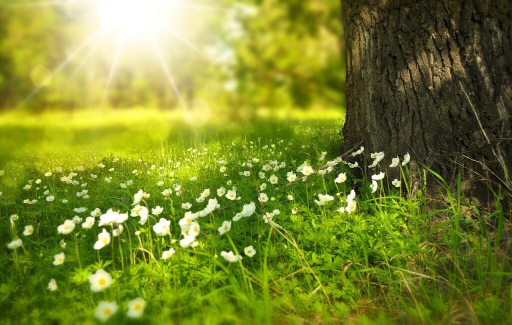 Photo tree and grass