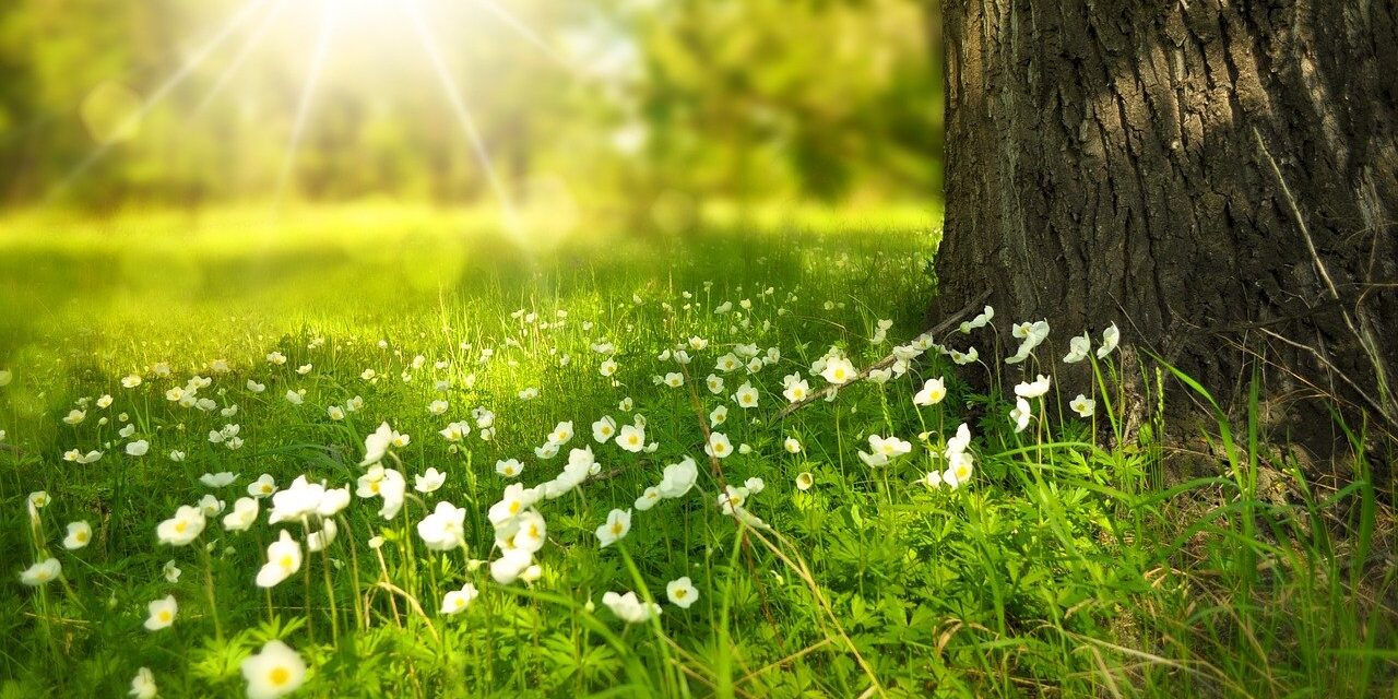 Photo tree and grass