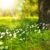 Photo tree and grass