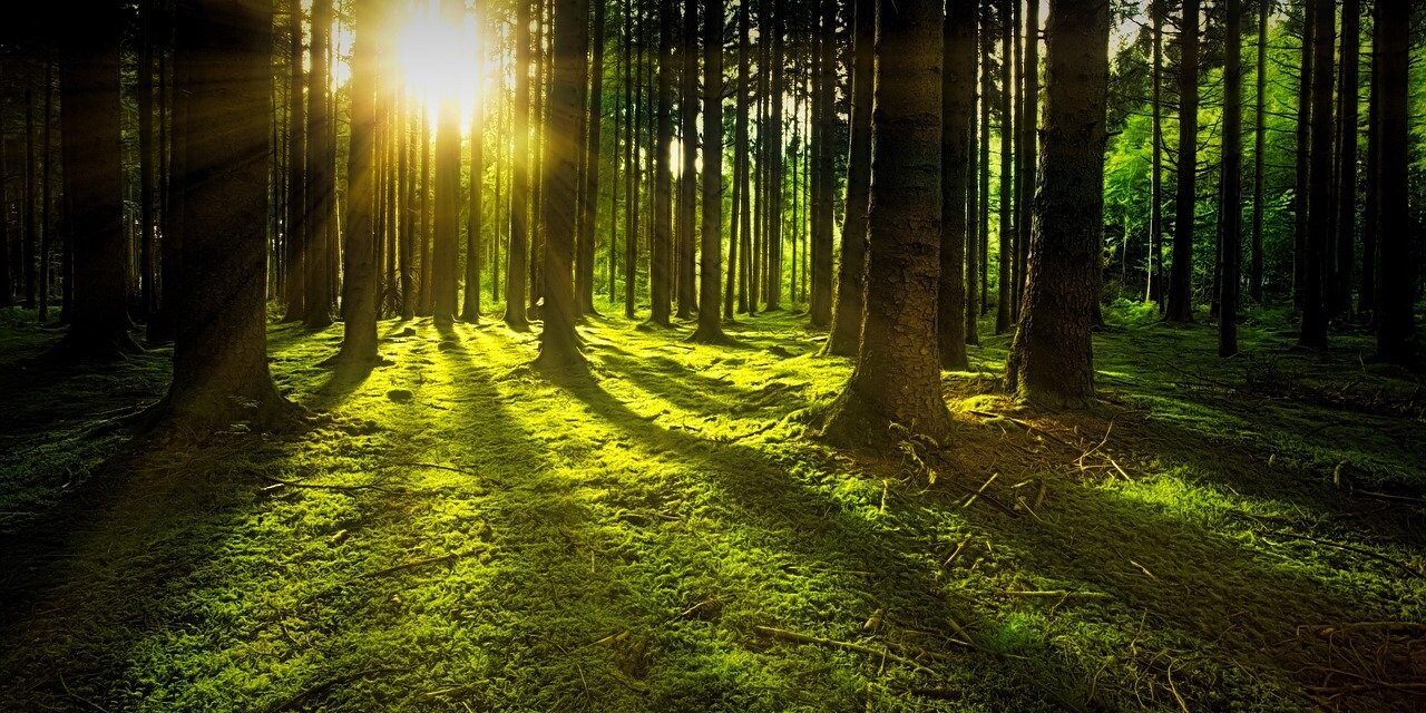 Trees