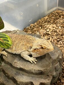 Exotic Animal Ferryhill Summer Gala