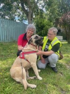 Stray Aid Volunteers
