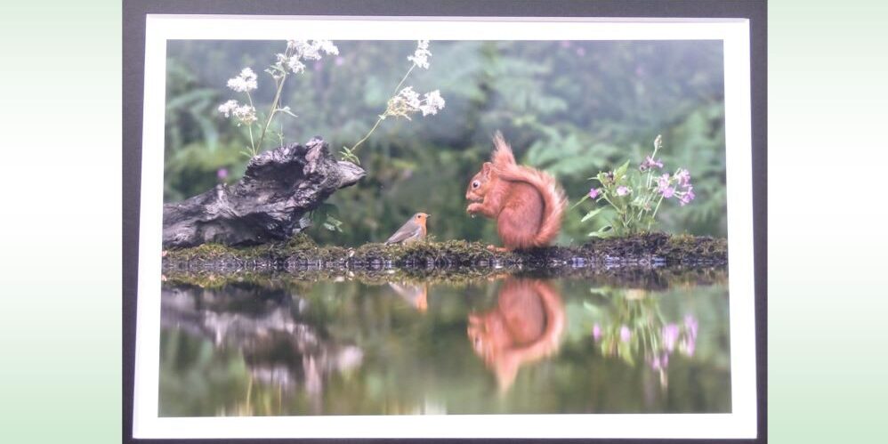00 Serena Nicholls – Social Distancing – Squirrel Robin Social Distancing Photo