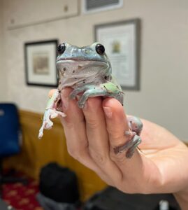 A person holds a blue-green frog indoors, with framed pictures hanging on the wall behind.